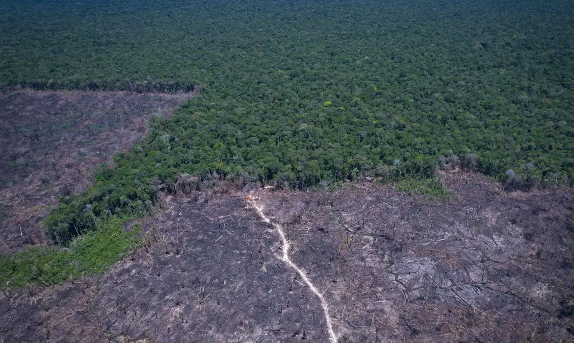 Desmatamento na Amazônia cai 17% no início de 2026, mas pressão se concentra em estados
