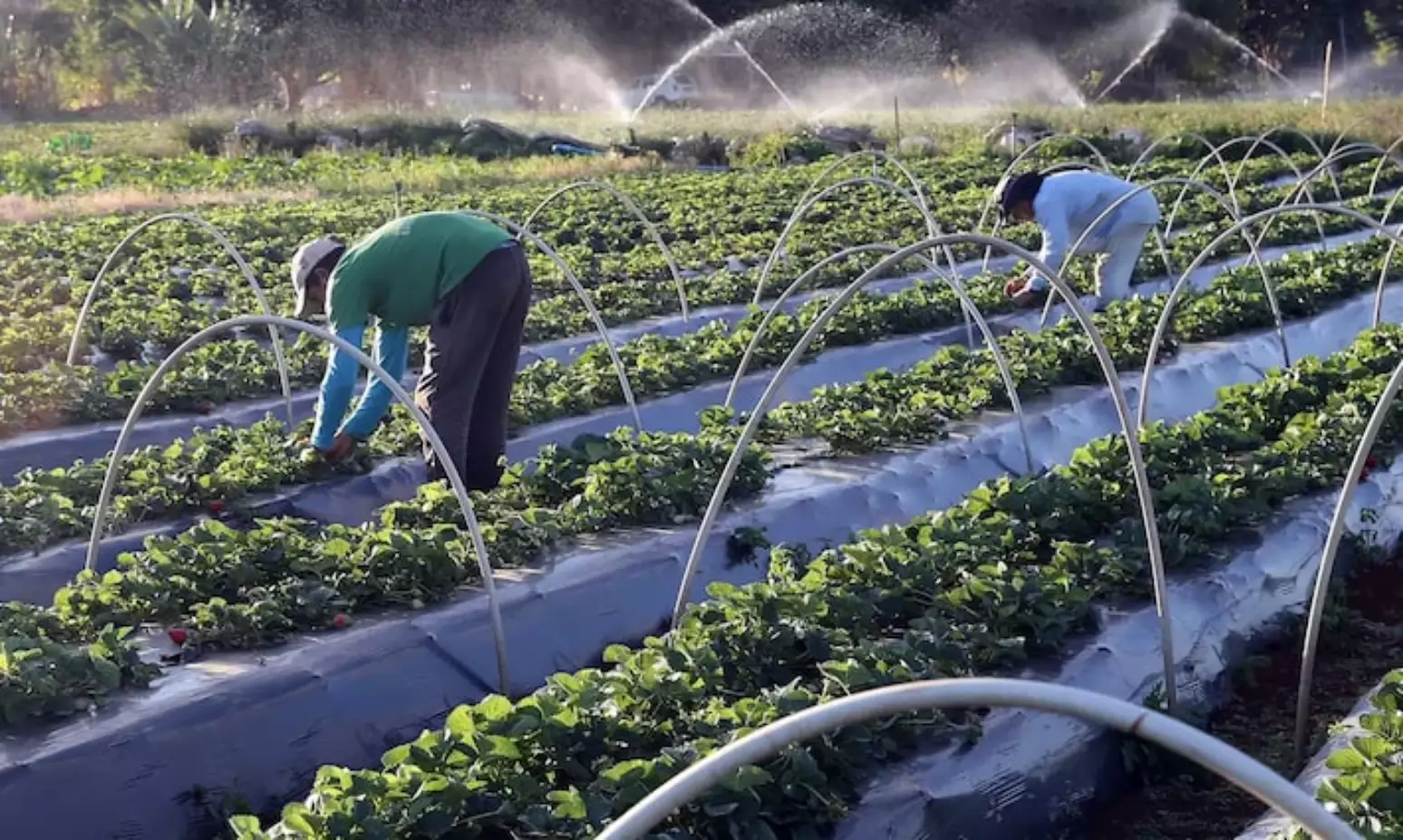 Governo mira Plano Safra recorde para agricultura familiar em 2026/27