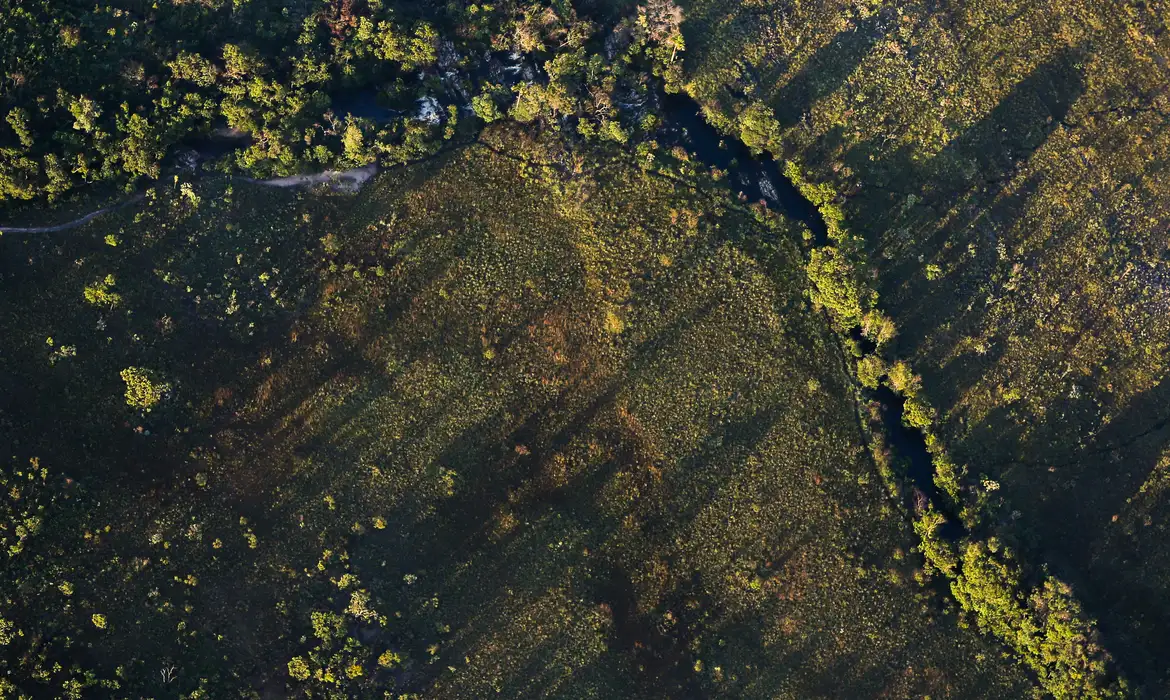 Projeto busca restaurar 600 mil hectares de vegetação nativa no Brasil