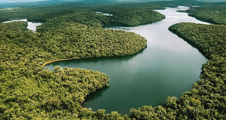 Como a IA auxilia na restauração da Mata Atlântica